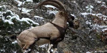 Erzincan’ın yüksek kesimlerinde yaban keçileri görüntülendi