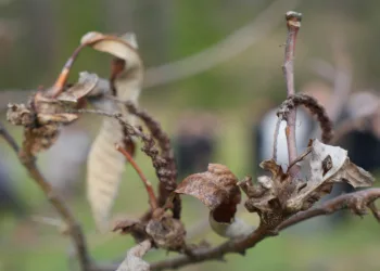Kestane ağaçlarını çürümesi için yeni buluş