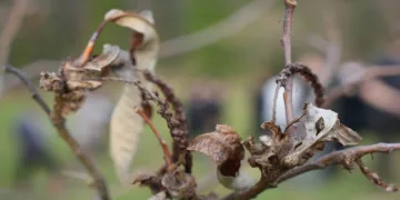Kestane ağaçlarını çürümesi için yeni buluş