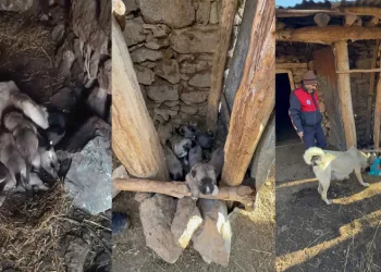 Bitkin düşen köpek ile 8 yavrusuna mama desteği