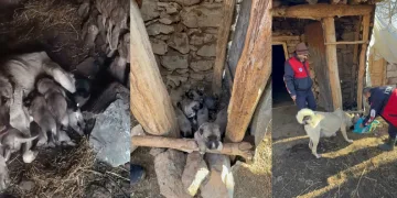 Bitkin düşen köpek ile 8 yavrusuna mama desteği