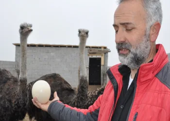 Burası Afrika değil Kars