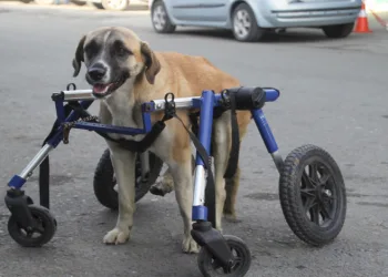 sakat-köpek-hayata-geri-döndü