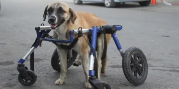 sakat-köpek-hayata-geri-döndü