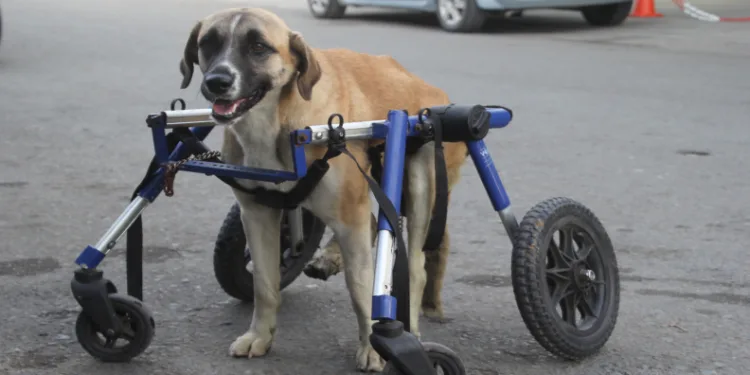 sakat-köpek-hayata-geri-döndü