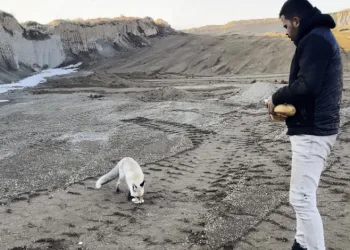 Tilkiyi 2 yıldır her gün besliyorlar