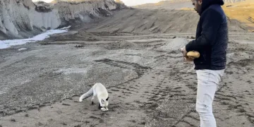 Tilkiyi 2 yıldır her gün besliyorlar