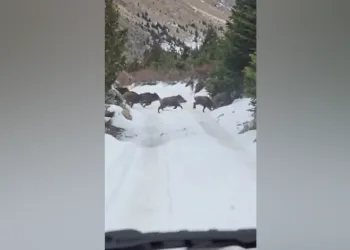 Niğde’de yaban domuzu sürüsü görüntülendi