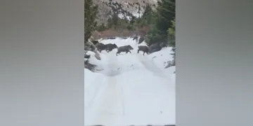 Niğde’de yaban domuzu sürüsü görüntülendi