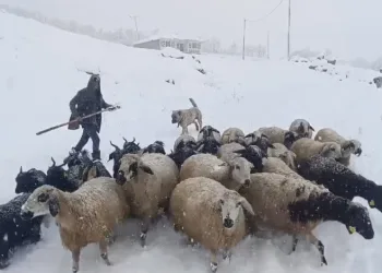 Muş’ta kar yağışı çiftçileri etkiledi