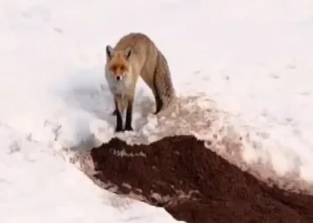 Yuvasından çıkan tilki havadan görüntülendi