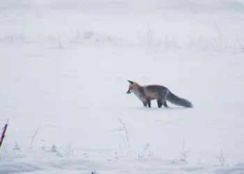 Erzurum Ovası’nda tilkinin av macerası