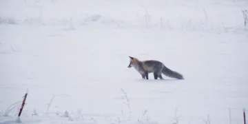Erzurum Ovası’nda tilkinin av macerası