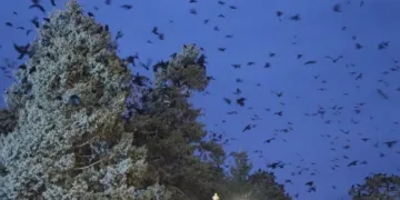 Erzincanlıların başı kargalarla dertte