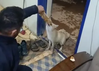 tilki-