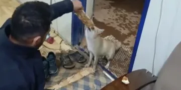 tilki-