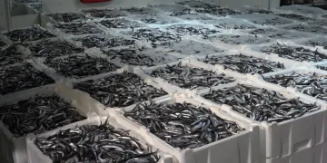 Hamsi balıkçıların rotasını İğneada’ya çevirdi