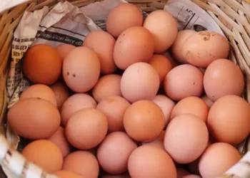 Tavuk yumurtası üretimi Ekim ayında yüzde 2,9 arttı