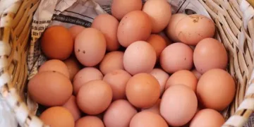 Tavuk yumurtası üretimi Ekim ayında yüzde 2,9 arttı