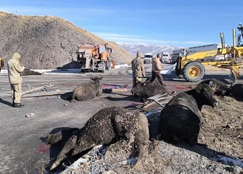Oksijen yerine azot verilmişti; minik Ege hayata tutunamadı