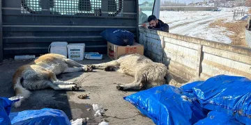 Minik Eslem’in ölümünden sonra köpekler toplanmaya başlandı