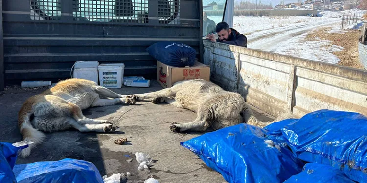 Minik Eslem’in ölümünden sonra köpekler toplanmaya başlandı