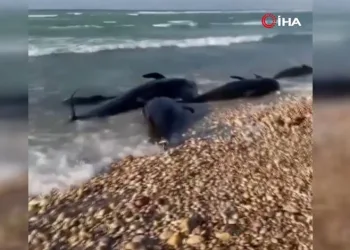 Somali kıyılarında ölü yunuslar bulundu