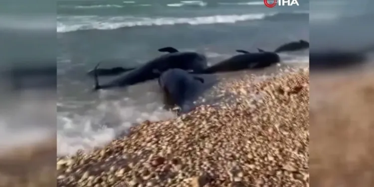 Somali kıyılarında ölü yunuslar bulundu