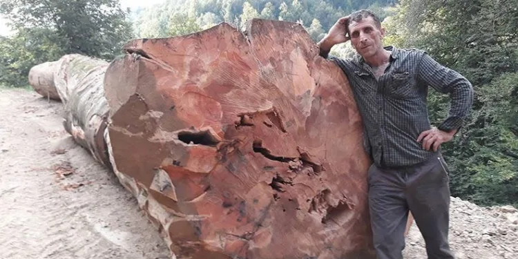Kestiği ağaç üzerine devrilen orman işçisi hayatını kaybetti