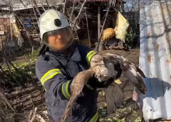 Kasten yaralamadan aranan şahıslar yakalandı