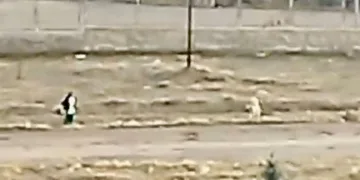 Malatya’da sokak köpekleri çocuğa saldırdı