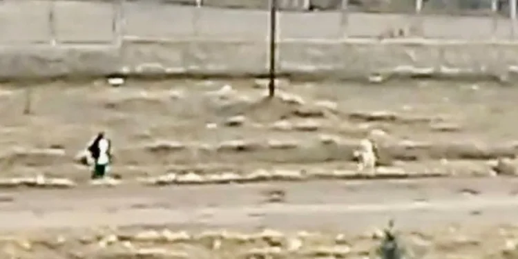 Malatya’da sokak köpekleri çocuğa saldırdı