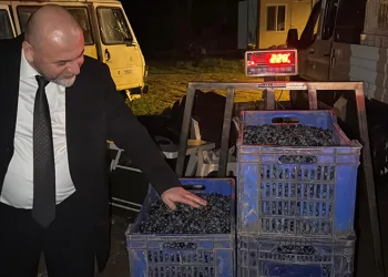 Zeytin ve zeytinyağında yeni başarı