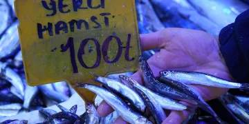 Hamsi 2025’te 100 TL’den satılıyor