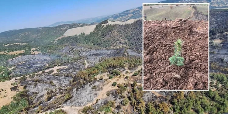 Bursa’da ormanlar küllerinden doğuyor