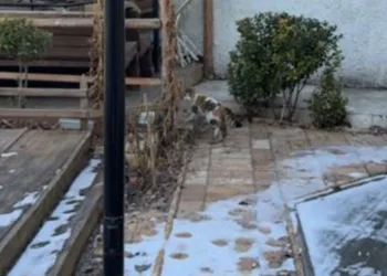 Ayağı tahtaların arasına sıkışan kedinin yardımına itfaiye koştu