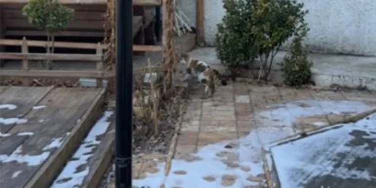 Ayağı tahtaların arasına sıkışan kedinin yardımına itfaiye koştu
