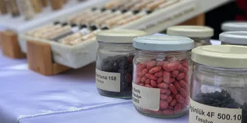 Tarım Kredi Kooperatiflerinde ata tohumu dönemi