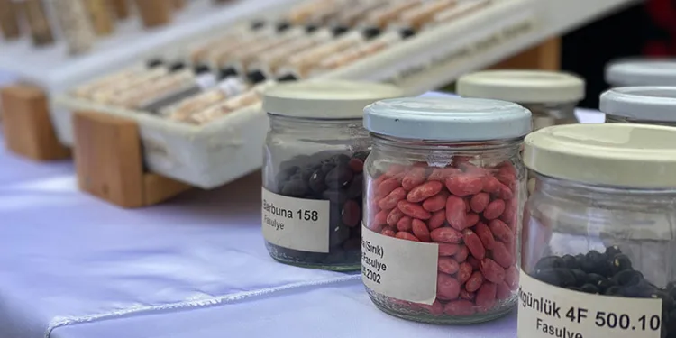 Tarım Kredi Kooperatiflerinde ata tohumu dönemi