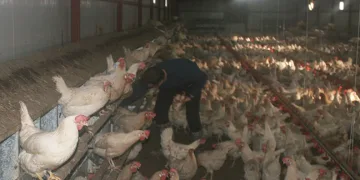 Bahçesinde hobi olarak başladı, şimdi 3 bin adet tavuğu var