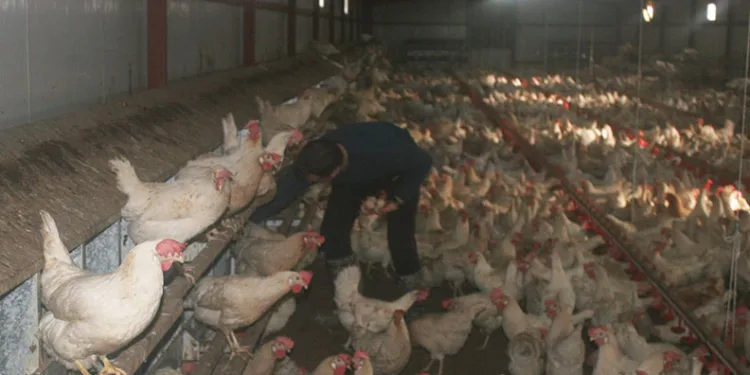 Bahçesinde hobi olarak başladı, şimdi 3 bin adet tavuğu var