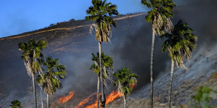 California’da çıkan yeni yangın kontrol altına alındı, 1 kişi gözaltında
