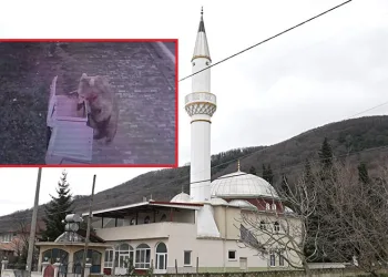 Bursa’da firar eden ayı için camilerden anons yapıldı