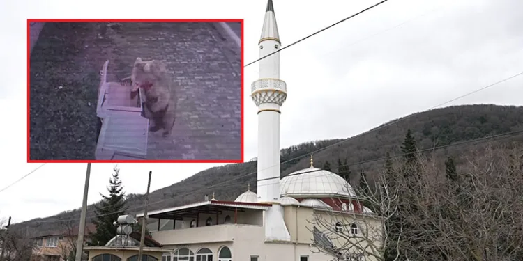 Bursa’da firar eden ayı için camilerden anons yapıldı