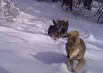 Uludağ’daki kurtlar fotokapana takıldı