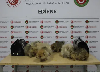 Ticaret Bakanlığı yasa dışı ticarete engel oldu