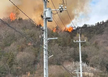 Japonya’da orman yangını