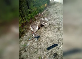 Erzincan’da çok sayıda silah ele geçirildi
