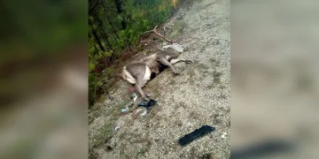 Erzincan’da çok sayıda silah ele geçirildi