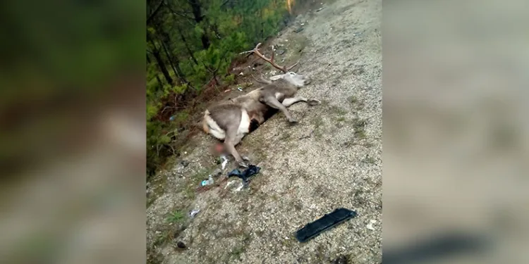 Erzincan’da çok sayıda silah ele geçirildi